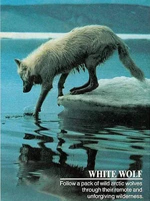 National Geographic: White Wolf