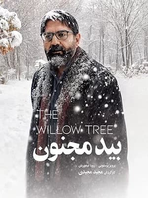 بید مجنون